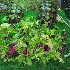 WhatsApp Image 2019-01-13 at 16.27.23.jpeg