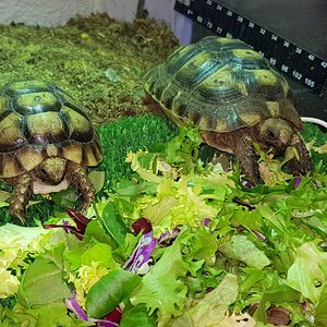 WhatsApp Image 2019-01-19 at 15.40.50.jpeg