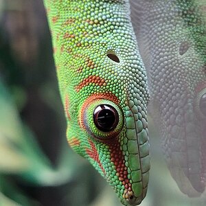 Phelsuma