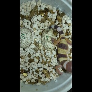 El nacimiento de un euble