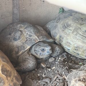 tortugas rusas durmiendo