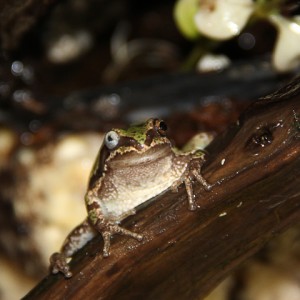 ayuda  para mi hylia eximia rana nacional mexico