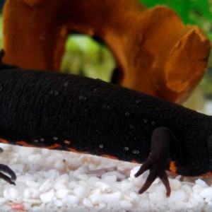 Problemilla con mi hypselotriton orientalis..