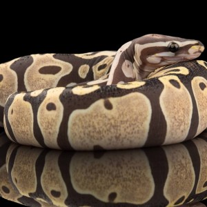 Scaleless Ball python