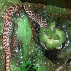 Heterodón Nasicus 3