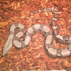 Cuando debo alimentar a bebe??