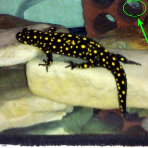 Neurergus strauchii strauchii