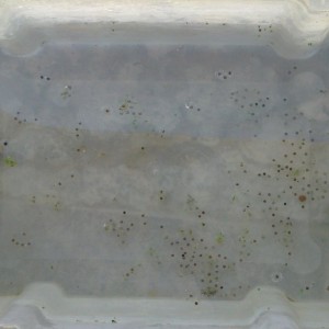 Neurergus strauchii strauchii