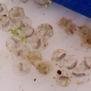 Neurergus strauchii strauchii