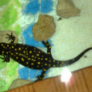 Neurergus strauchii strauchii