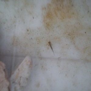 Neurergus strauchii strauchii