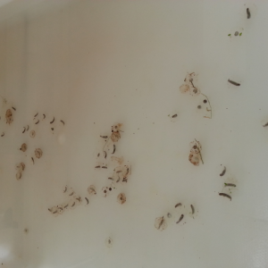 Neurergus strauchii strauchii