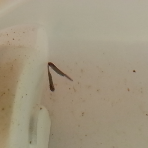 Neurergus strauchii strauchii