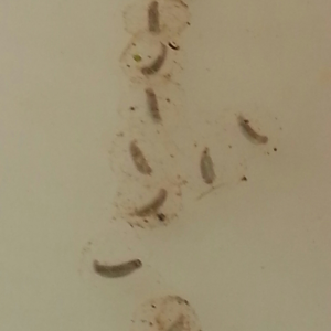 Neurergus strauchii strauchii