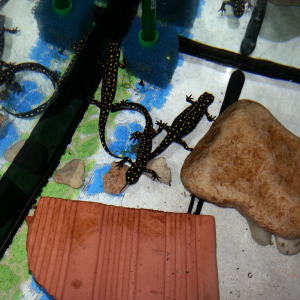 Neurergus strauchii strauchii