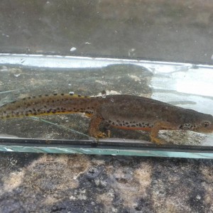 Ichthyosaura alpestris cyreni, hembra.