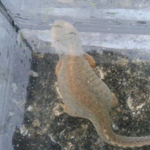 Ichthyosaura alpestris cyreni, hembra.