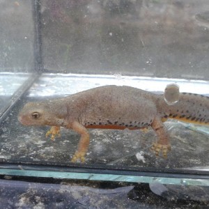 Ichthyosaura alpestris cyreni, hembra.