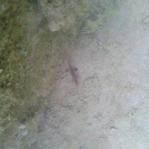 Lissotriton helveticus, macho.