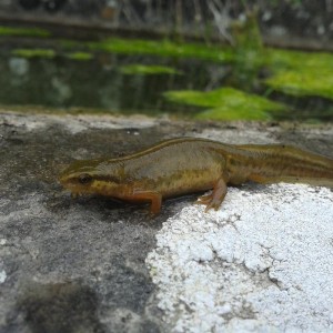 Lissotriton helveticus, hembra.