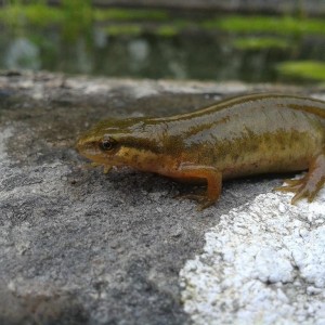 Lissotriton helveticus, hembra.