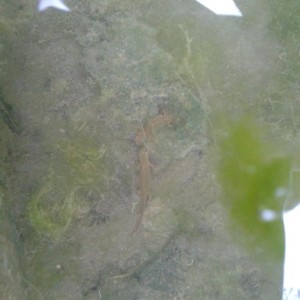 Lissotriton helveticus, pareja durante cortejo.