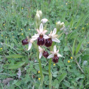 Ophrys incubacea