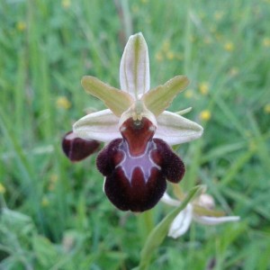 Ophrys incubacea