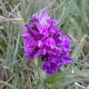 Orchis sp.