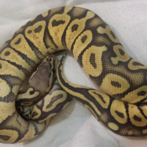 tmp IMG 20140524 WA0011 1350561244