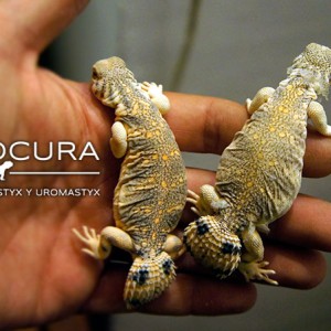 thomasis urolocura 2013