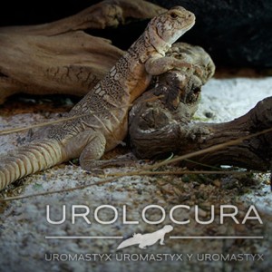 Uromastyx Benti subadulto hembra 01