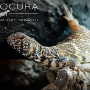 Uromastyx Benti subadulto macho 01