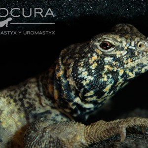Uromastyx Benti subadulto macho 02
