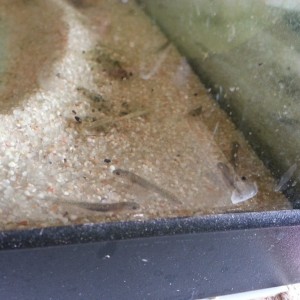 Neurergus strauchii strauchii