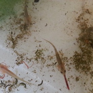 Neurergus strauchii strauchii