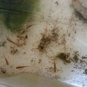 Neurergus strauchii strauchii