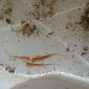 Neurergus strauchii strauchii