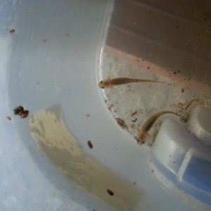 Neurergus strauchii strauchii