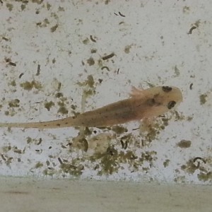 Neurergus strauchii strauchii