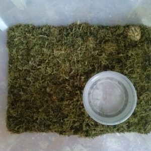 Rack con Ceratoprhys