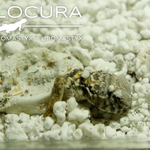 nacimiento geyri amarillo 01