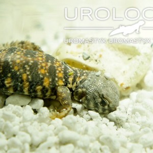 nacimiento geyri amarillo 02