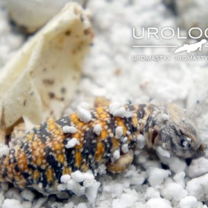 nacimiento geyri amarillo 12