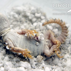 nacimiento geyri amarillo 13