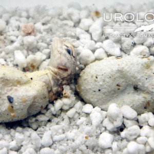 nacimiento geyri amarillo 14