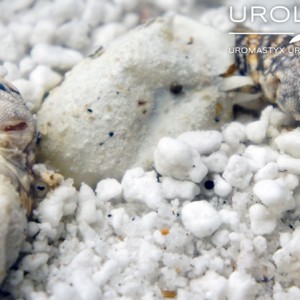 nacimiento geyri amarillo 15