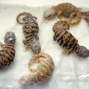 nacimiento geyri amarillo 16