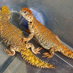 00 acanthinura varios 2013