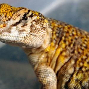 01 acanthinura varios 2013